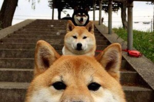 上海新增感染者首降/上海 新增 新冠