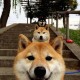 上海新增感染者首降/上海 新增 新冠