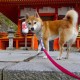【天津1地调整为高风险地区,天津列为疫情高风险区域】