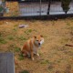 河南新增本土确诊56例(河南新增本土确诊56例病例)