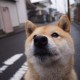 【河北新增5例确诊,河北新增5例新型肺炎确诊病例】