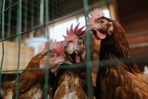 天津新增45例本土阳性/天津新增4例本土新冠肺炎确诊病例