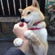 【藁城小果庄疫情,藁城小果庄疫情最新消息】