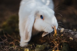 【四川绵阳全员开展核酸检测,四川绵阳全员开展核酸检测了吗】